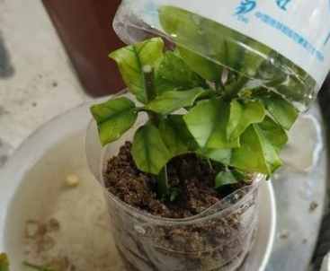 茉莉花換盆技巧