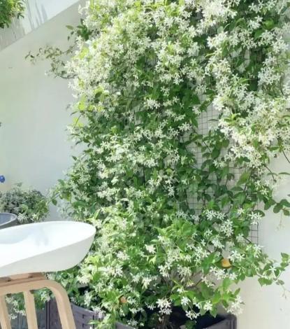 風車茉莉照顧技巧