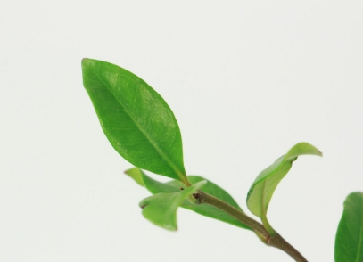 風車茉莉繁殖方法