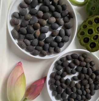 荷花種子發芽方法