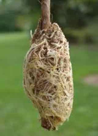 風車茉莉繁殖方法