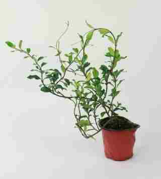 風車茉莉照顧技巧