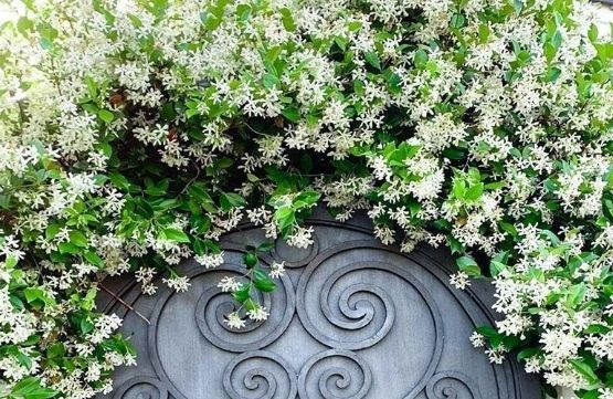 風車茉莉花期管理