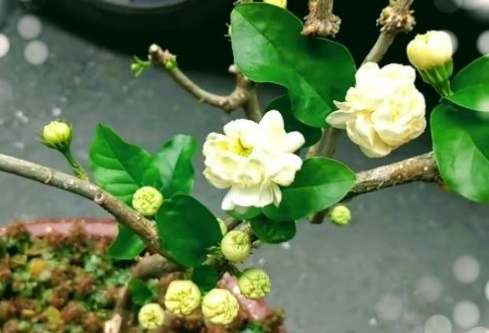 虎頭茉莉種植方法