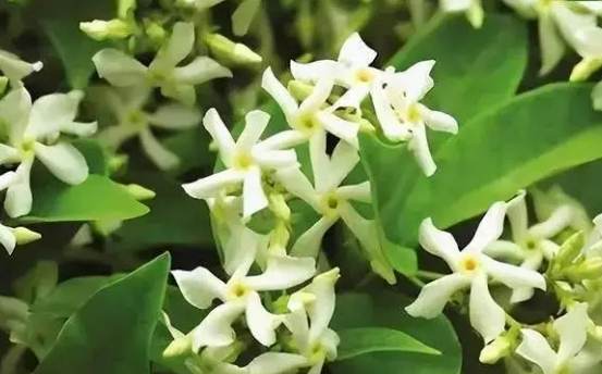 風車茉莉中毒症狀