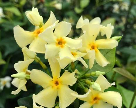 風車茉莉開花時間