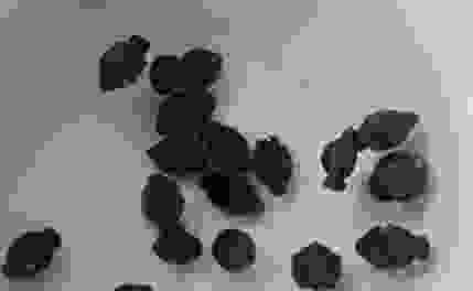 風車茉莉繁殖方法