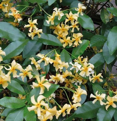 風車茉莉開花時間