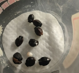 虎頭茉莉種植方法