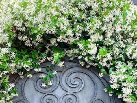 風車茉莉繁殖方法