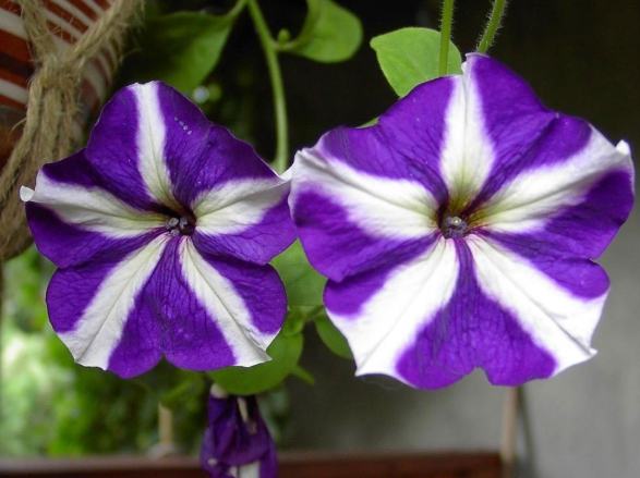 矮牽牛花枯萎原因