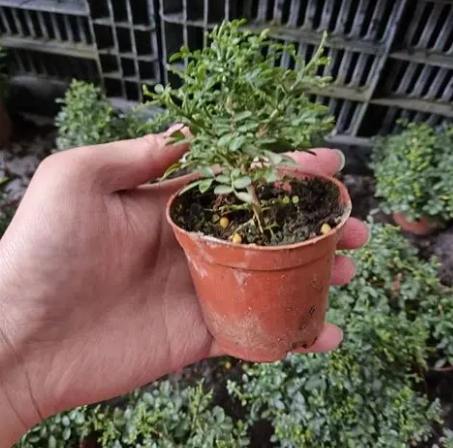 小葉九里香 養護