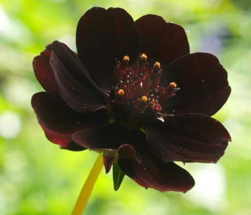 波斯菊栽培技巧 波斯菊栽培技巧