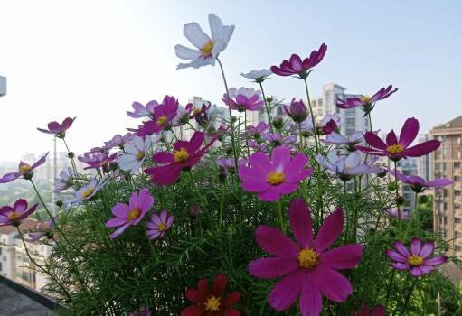 巧克力色花卉種植 巧克力色花卉種植