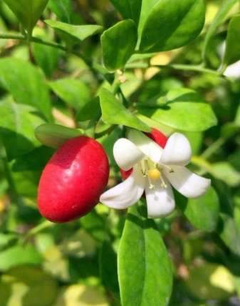 九里香種植方法