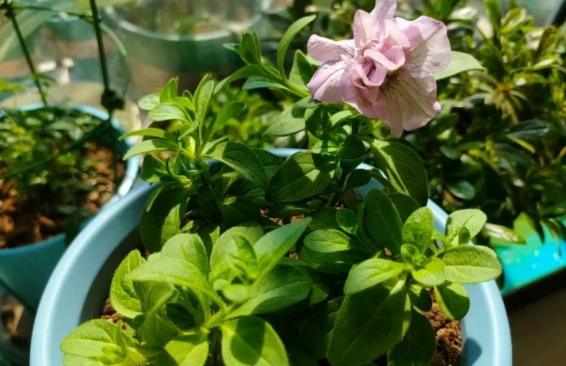 矮牽牛種植技巧