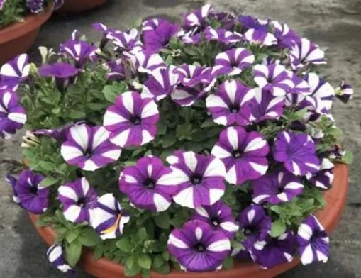 矮牽牛照顧方法