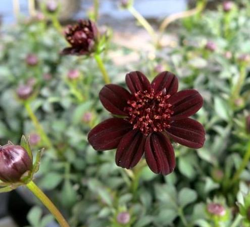 波斯菊栽培技巧 波斯菊栽培技巧