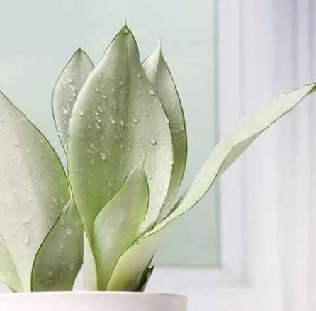 白玉虎皮蘭室内植物