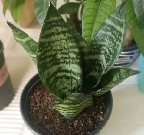 白玉虎皮蘭养护