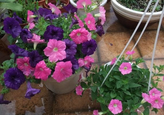 矮牽牛病蟲害防治