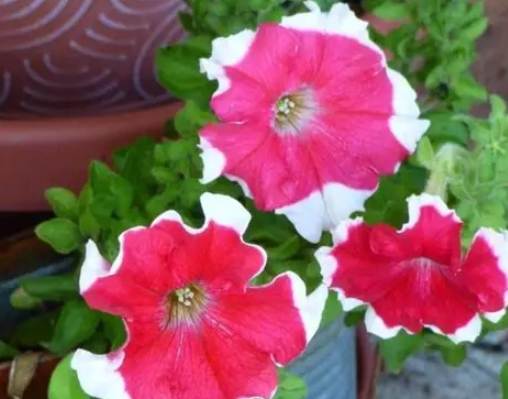 矮牽牛種植技巧