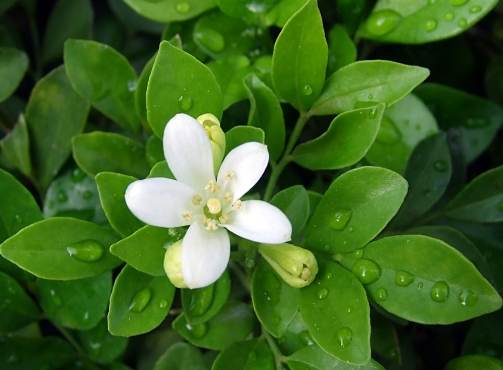 九里香果實用途