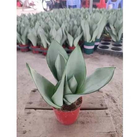 白玉虎皮蘭养护