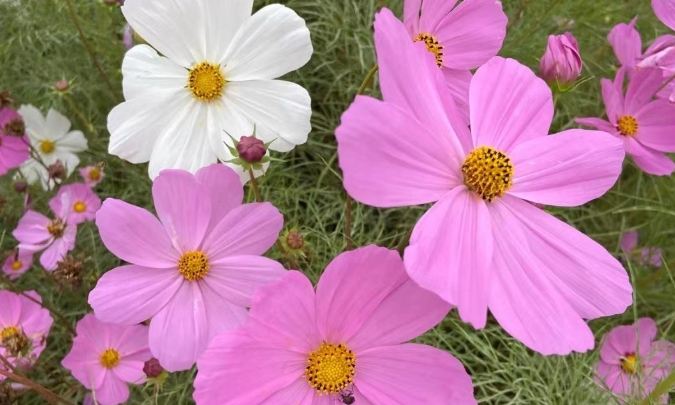 波斯菊花語藍色