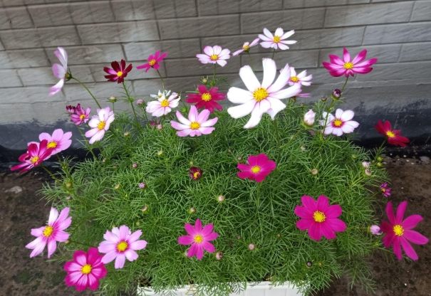 藍色波斯菊象徵