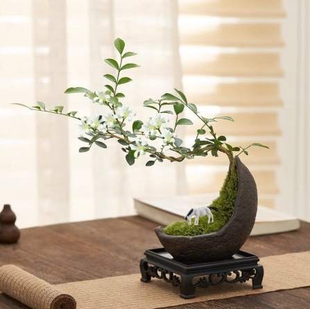 小葉九里香 品種