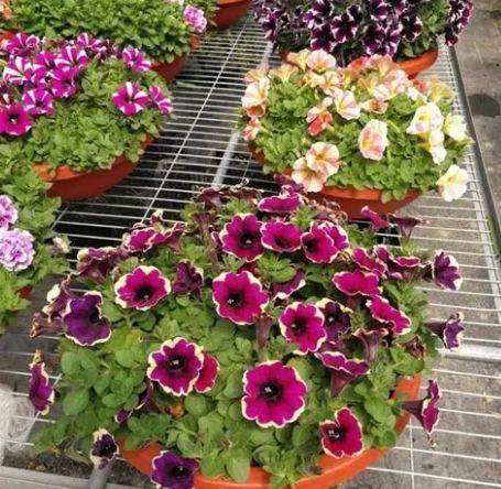 矮牽牛病蟲害防治