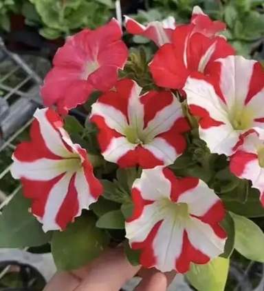 矮牽牛照顧方法