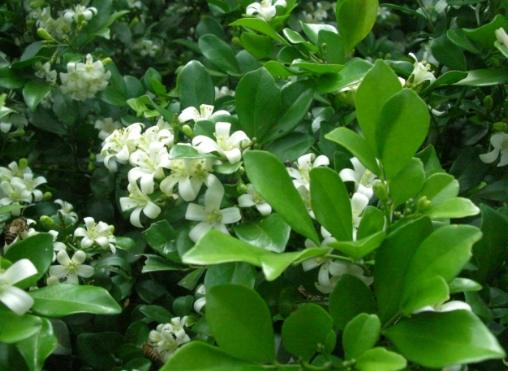 九里香果實好處