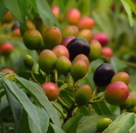 九里香果實用途