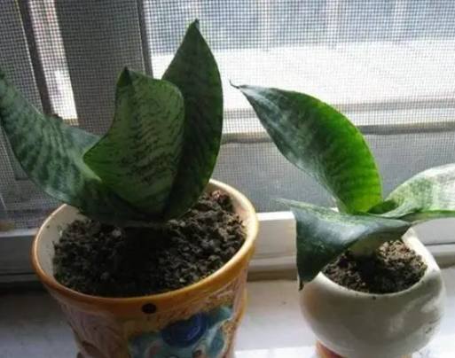 白玉虎皮蘭室内植物