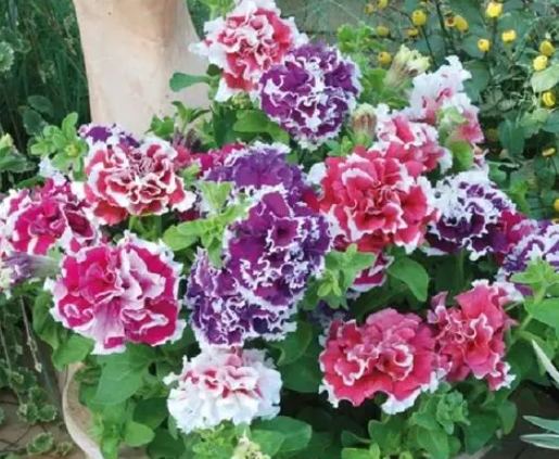 矮牽牛花枯萎原因