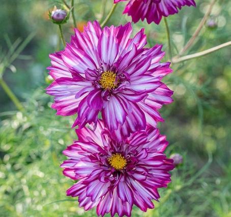 波斯菊花語藍色