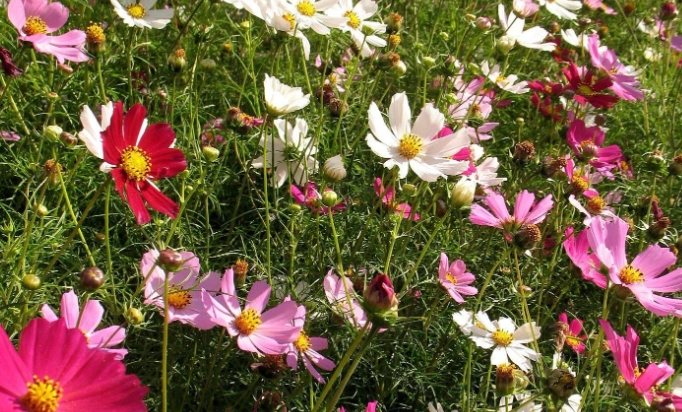 藍色波斯菊象徵