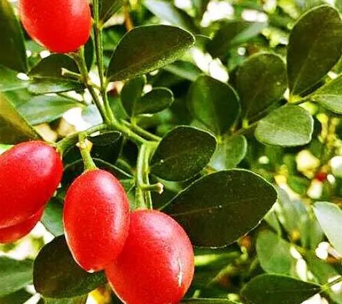 九里香種植方法