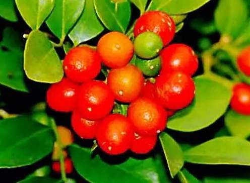 九里香果實用途