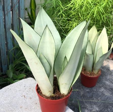 白玉虎皮蘭品种