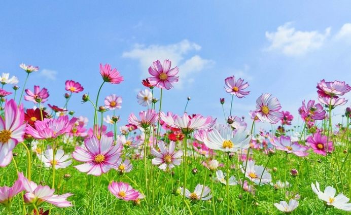 藍色波斯菊象徵