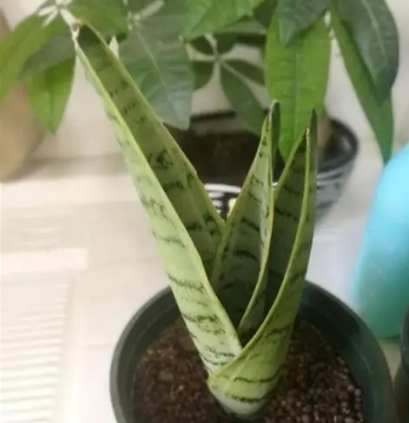 白玉虎皮蘭品种