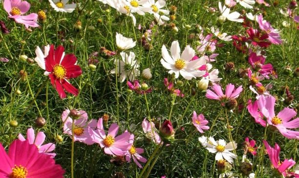 波斯菊花語意義