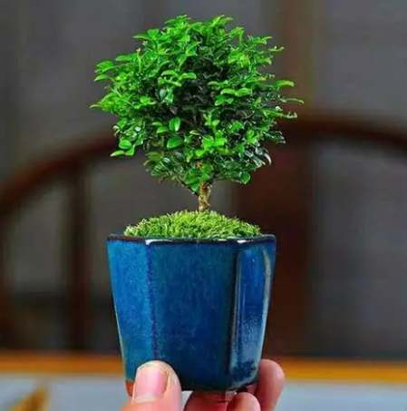 小葉九里香 養護