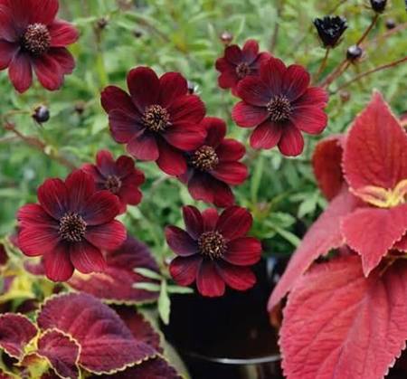 巧克力色花卉種植 巧克力色花卉種植