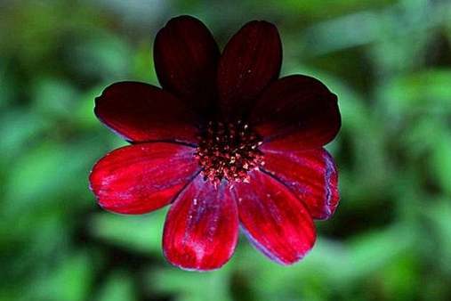 波斯菊栽培技巧 波斯菊栽培技巧