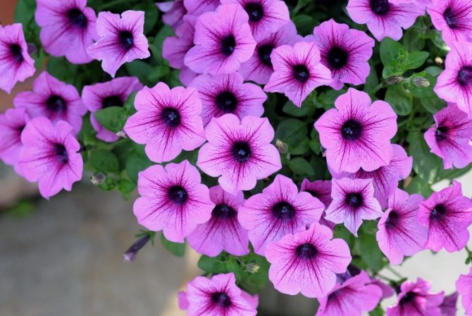 矮牽牛花枯萎原因