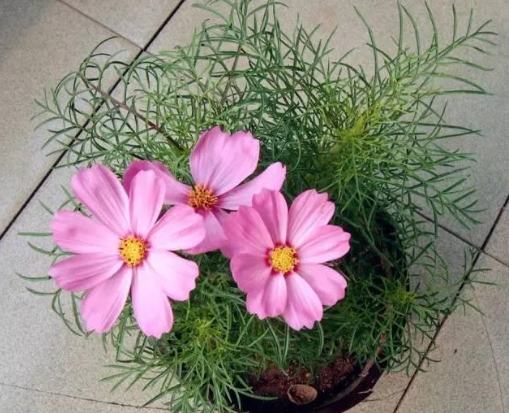 波斯菊栽培技巧 波斯菊栽培技巧